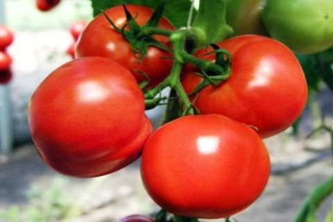 pomidorų rūšis