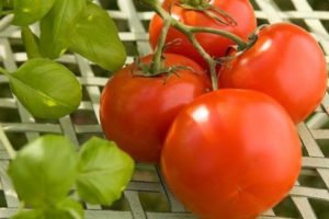 Polfast domates çeşidinin özellikleri ve tanımı, verimi