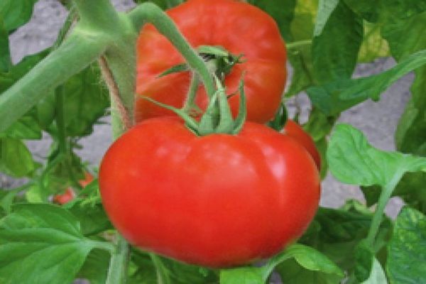 tomato polonaise