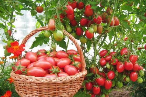 Recenzie paradajok