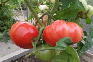 Características y descripción de la variedad de tomate Russian Bogatyr.