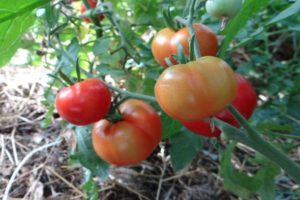 Sachalino pomidorų charakteristikos ir veislės aprašymas
