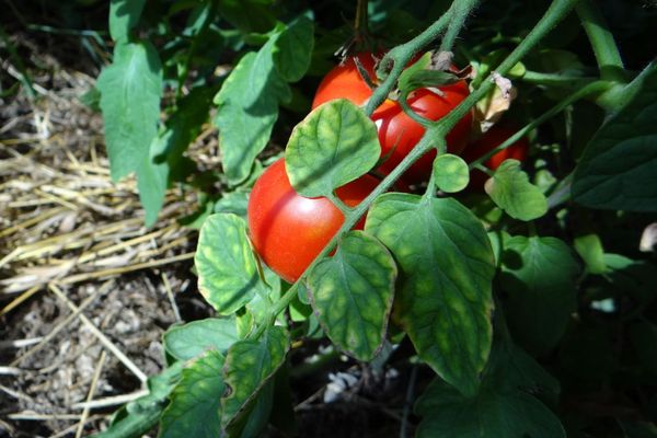 Sakhalín paradajka