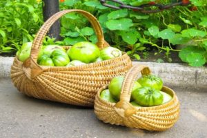 Opis a charakteristika zelených odrôd paradajok