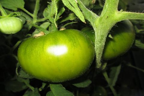 žali pomidorai