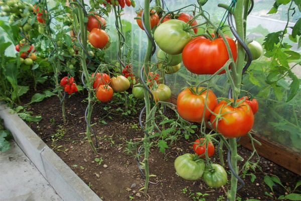tomato growing severenok