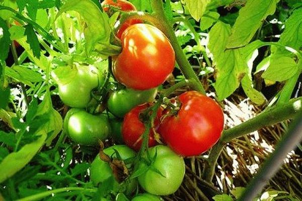 dyrkning og pleje af tomat