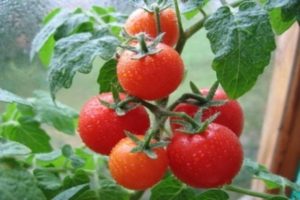 Descrizione della varietà di pomodoro Severenok e delle sue caratteristiche