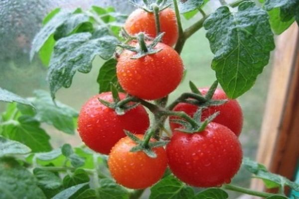 Tomatensorte Severenok