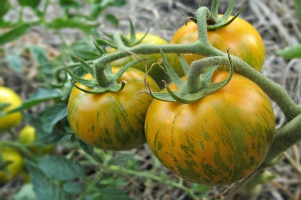îngrijirea tomatelor