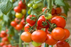 Egenskaper av tomatsorten Snowfall F1, dess beskrivning