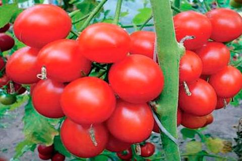 fruits of tomatoes