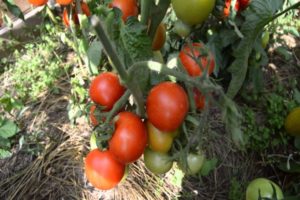 Pomidorų veislės „Snow Tale“ charakteristikos ir aprašymas