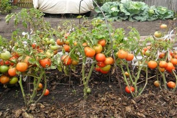 plantera tomater
