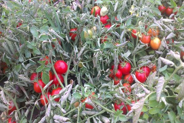 tomato variety Solerosso