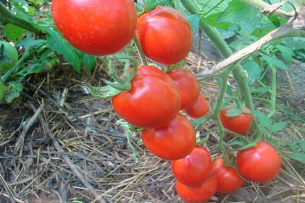 variedad de tomate Solerosso