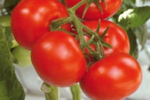 Caractéristiques et description de la variété de tomate Soyouz 8, son rendement