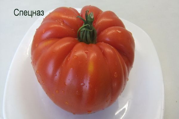 fuerzas especiales de tomate