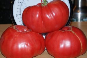 Kenmerken en beschrijving van de tomatenras Stopudovy Siberian-serie