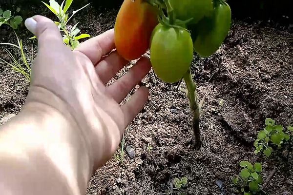 top model tomate