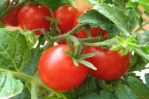 Kenmerken en beschrijving van de tomatensoort Tanya