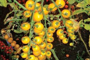 Egenskaper och beskrivning av tomatsorten Yellow Cherry (gyllene)