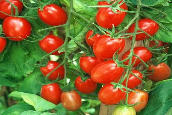 καλλιέργεια και φροντίδα ντομάτας