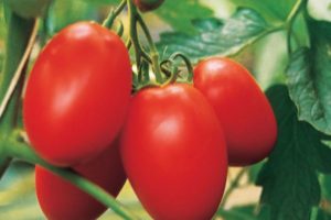 Hibrit domates çeşidi Yaki F1'in tanımı ve özellikleri
