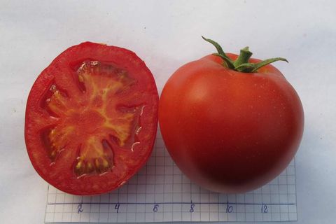 culture de la tomate