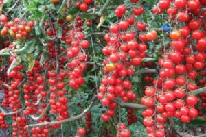 Ziemas ķiršu tomātu šķirnes produktivitāte, apraksts un īpašības