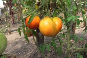 Characteristics and description of the tomato variety Bull forehead