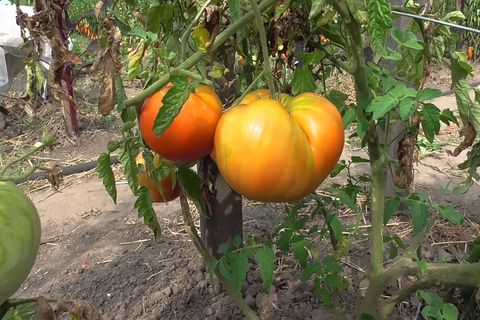 soins de la tomate