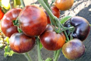 Beschrijving van de tomatensoort Ivan da Marya