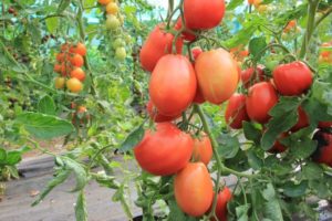 Beskrivning av Bloody Mary-tomatsorten och dess egenskaper