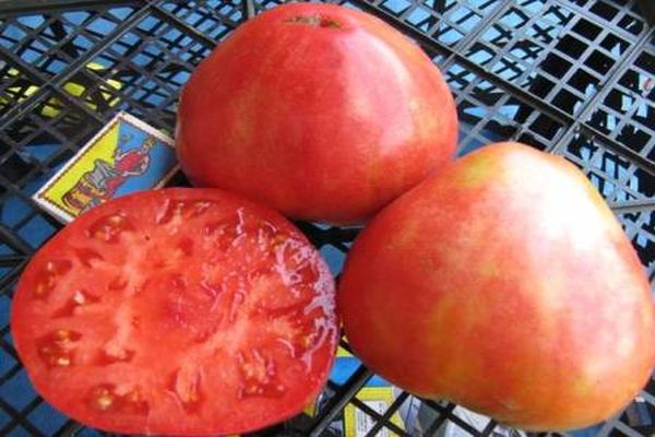 frutto di pomodoro