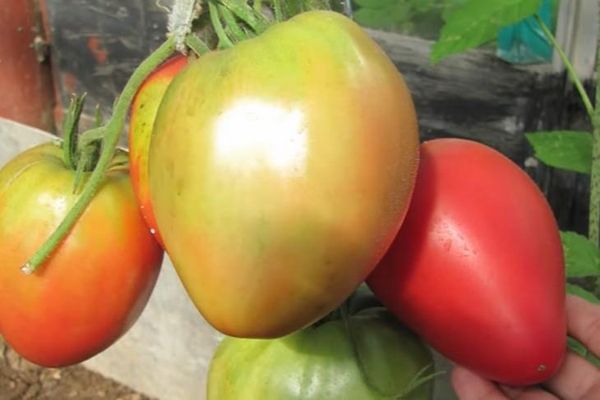 pomidorų auginimas