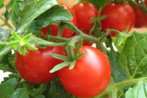 pomidorų sodinimas