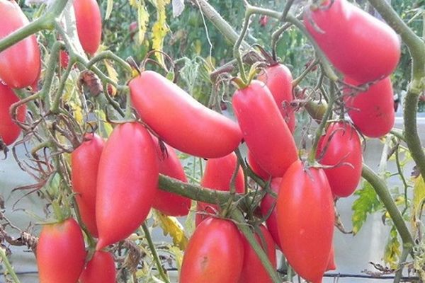 Vorteile von Tomatensorten Eiszapfen