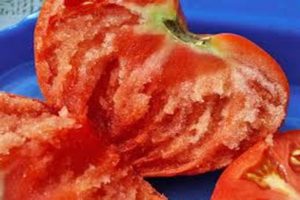 Pomidorų Vechniy call veislės charakteristikos ir aprašymas