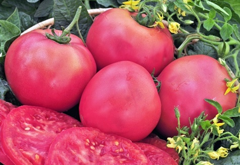 tomat supergiant rosa f1 i trädgården