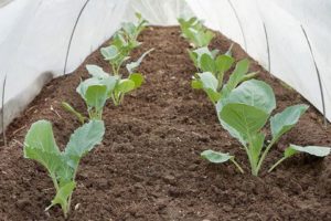 Hur man odlar och tar hand om kål utomhus och växthus