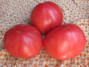 rajče oblíbené na stole