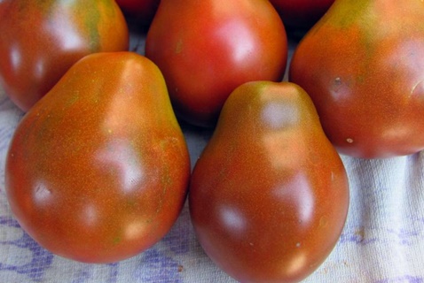 melno bumbieru tomātu izskats