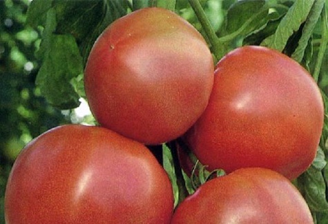 pomidorų krūmų rožinis tirpalas