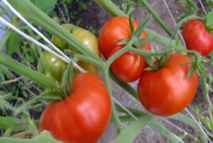 Περιγραφή και χαρακτηριστικά της ποικιλίας ντομάτας Χαρούμενος γείτονας