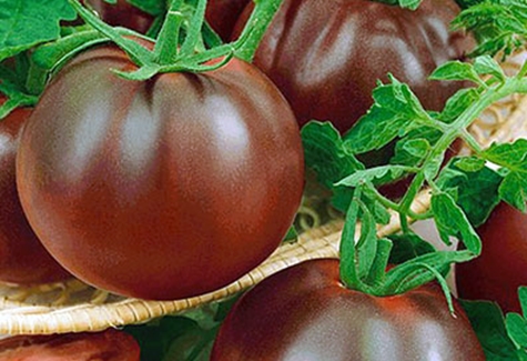 Viagra Tomatenbüsche