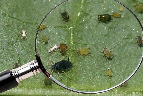 skalbaggar under ett förstoringsglas