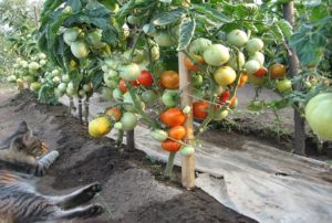 Egenskaper och beskrivning av tomatsorten Flash