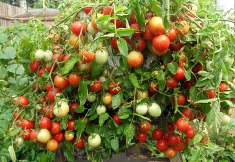 tomatbuskar mormors stolthet