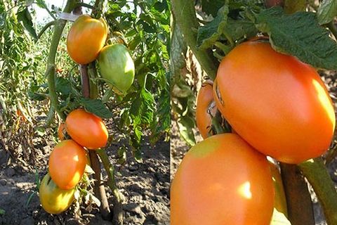 tomato properties